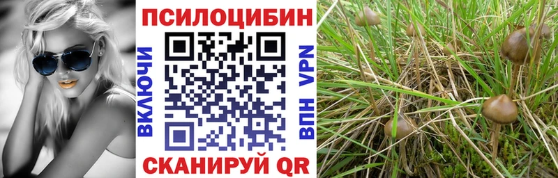 Купить где  Агрыз  Галлюциногенные грибы GOLDEN TEACHER 